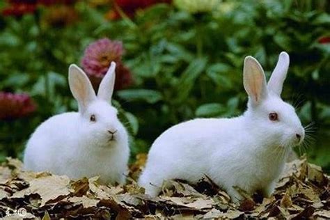 1999年属兔男和1999年属兔女，99的兔跟什么生肖配对_生肖_若朴堂文化