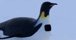 小企鹅pororo第2季英文版-动漫-腾讯视频