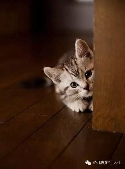 为什么猫老是撞门,小猫撞我的门,心理学分析喜欢猫的人_大山谷图库