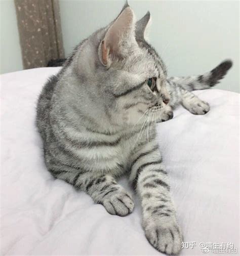 美短图片
