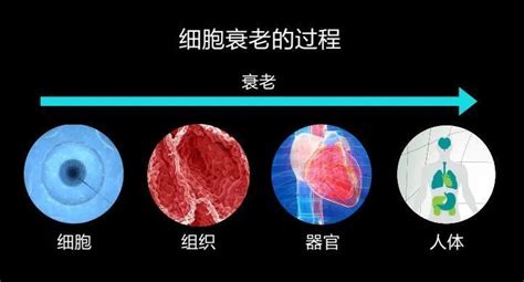 孔庆鹏课题组揭示细胞衰老过程中的基因表达模式及变化规律----中国科学院昆明动物研究所