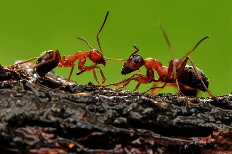 自然之美花园里的蚂蚁特写高清图片下载-正版图片505429861-摄图网