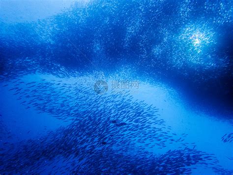 《海洋》盛宴：沙丁鱼大迁徙----中国科学院深海科学与工程研究所