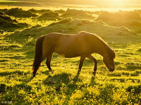 广州从化：国内第一个获OIE认可的“无规定马属动物疫病区”
