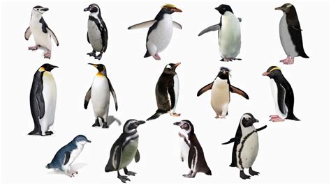 南极萌宠之企鹅系列 皇帝企鹅 - 知乎
