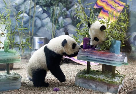旅美大熊猫是否受虐待引关注，实地探访未见“不适”迹象_唐人街_澎湃新闻-The Paper