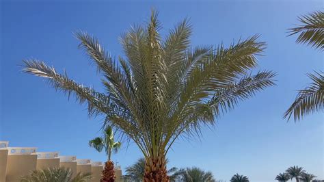 在繁星点的夜空前棕榈树叶在风中摇摆高清图片下载-正版图片506388711-摄图网