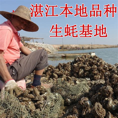 湛江官渡生蚝鲜活带壳特大一箱10斤十新鲜海鲜水产小只牡蛎包邮5-阿里巴巴