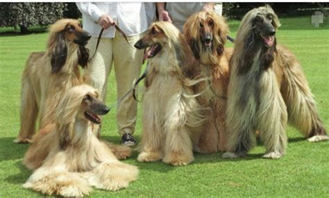 世界上毛发最长的狗狗，它高贵的气质成为了“贵族”的代名词_猎犬