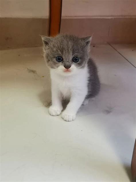 我们家的英短蓝猫两个月大的Shery.聪明伶俐图片