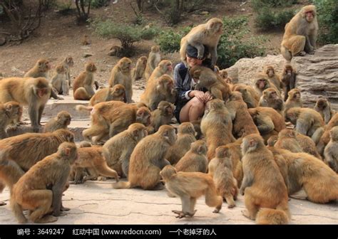猴群高清图片下载_红动中国