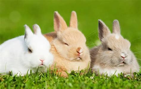让你知道兔子吃什么？