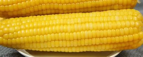 yf3240玉米种简介，适合哪里种植，产量如何-农百科