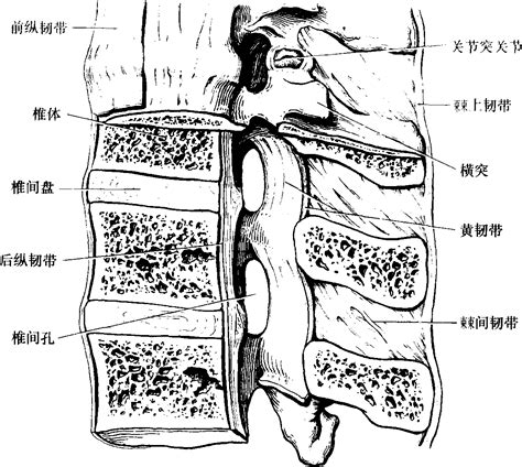 椎骨结构图图片