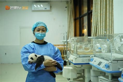 中国野生动物保护协会发文：停止非专业人士接触大熊猫幼崽_凤凰网视频_凤凰网