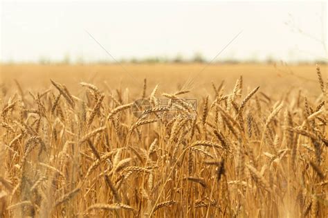 成熟的麦穗麦田蓝天白云成熟小麦的夏季收获金农业农村的麦高清图片下载-正版图片506672193-摄图网