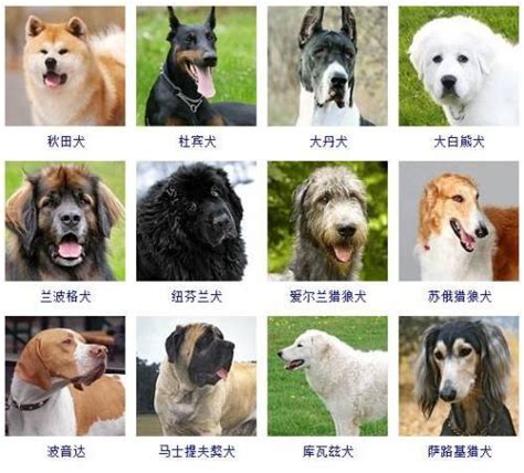 宠物狗种类大全|宠物狗|小哈|萨摩耶_新浪新闻