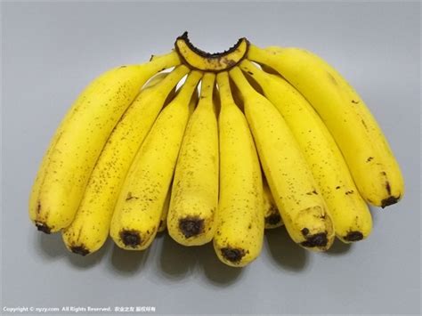 香蕉文化-最好吃的香蕉种类有哪些如何区分香蕉的口感
