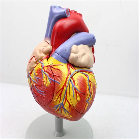 两倍放大心脏模型_上海柏州科教设备有限公司