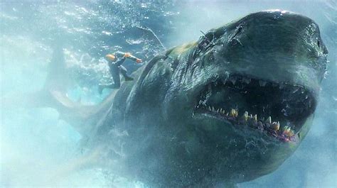 800万年前深海巨兽角逐，为什么顶级掠食者巨齿鲨输给了鲸鱼|掠食者|巨齿|鲸鱼_新浪新闻