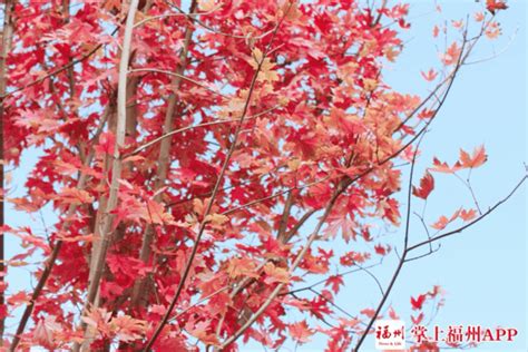 枫树叶为什么会变红？枫叶什么时候变红和落叶 - 农敢网