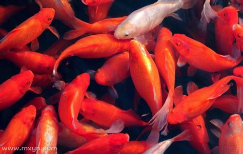 梦见红色的鱼是什么意思预兆 - 原版周公解梦大全