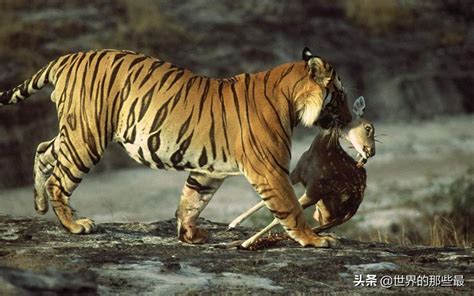 老虎天敌是什么动物(老虎在野外最大的对手是谁？有可能是熊类或者狼群吗？) | 说明书网