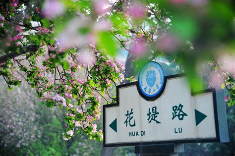【天大这十年】海棠花开好 天大正青春-天津大学新闻网
