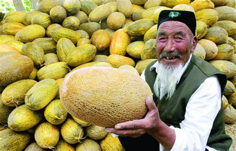 Hami Melon Information, Recipes and Facts