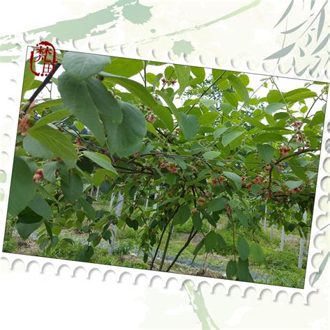 猕猴桃树苗几年能结果 5年结果(管理得当可至4年) - 鲜淘网
