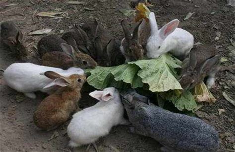 养兔子销路怎么解决(家里养殖肉兔，该怎样打开销路) | 说明书网