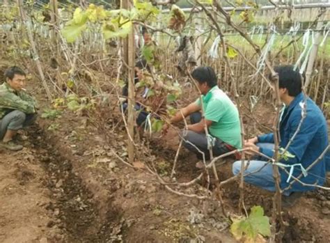 葡萄树苗怎么种植？盆栽葡萄种植方法-种植技术-中国花木网