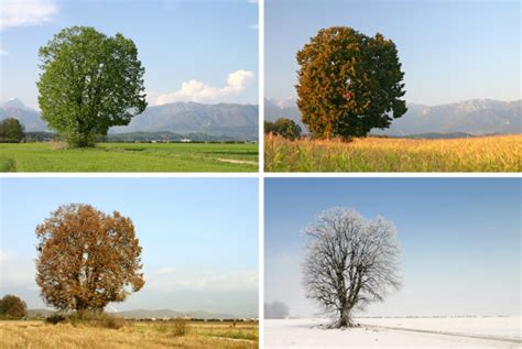 什么树一年四季都是绿色-农百科