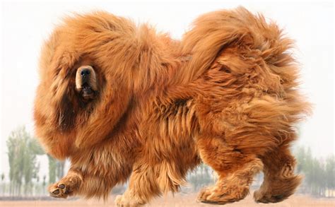 世界上10大最大的狗品种，中国藏獒第五，第一和姚明差不多高