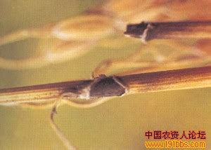 谷瘟病图片