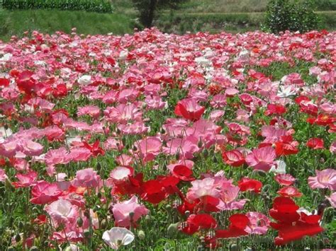冰岛虞美人-春天最早开花的品种 低温早春开放的花海花田花卉植物-花卉百科-绿宝园林网
