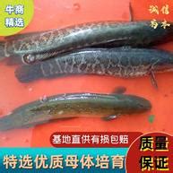 [黑鱼批发]乌鳢 黑鱼 乌鱼 好吃的淡水鱼之一价格18元/斤 - 惠农网