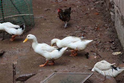 蛋鸭养殖的成本和利润 - 运富春