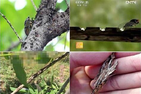 养金蝉一亩要种多少棵柳树，金蝉是怎么种在地里面的_中国历史网