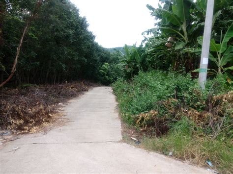海南乐东县抱由镇附近400亩种植香蕉地- 聚土网