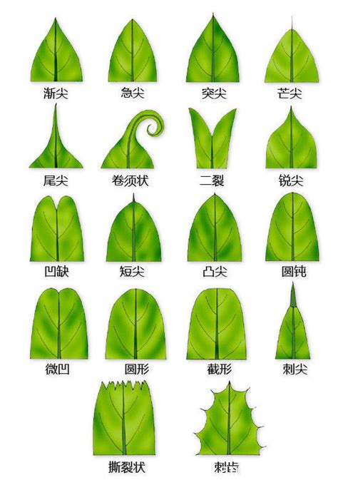 植物的叶片形态