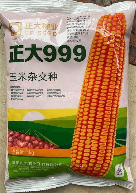 正大769玉米种,正大769玉米品种简介,沧玉76玉米种简介_大山谷图库