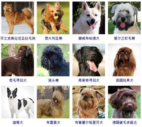 宠物狗品种图片大全，178个狗品种大全 - 养殖技术 - 第一农经网