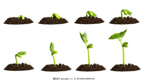 植物幼苗生长过程图图片_动植物_高清素材_图行天下图库