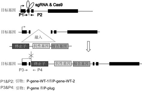 VIGS基因沉默技术在作物基因功能研究中的应用与展望
