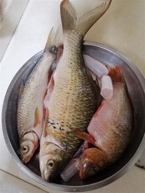 这里的“开江鱼”多少钱1斤？乌苏里江的现代渔民 在江上做起了网络直播！_视频_长沙社区通