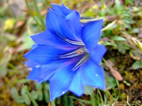靛蓝色水彩玫瑰和叶子。无缝花图案与松散的花背景图片素材_ID:304686047-Veer图库
