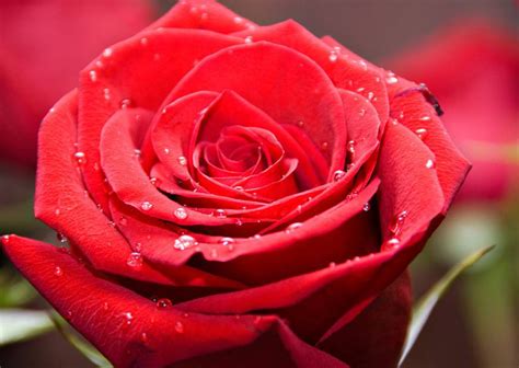 红玫瑰的花语，送红玫瑰代表什么？-168鲜花速递网