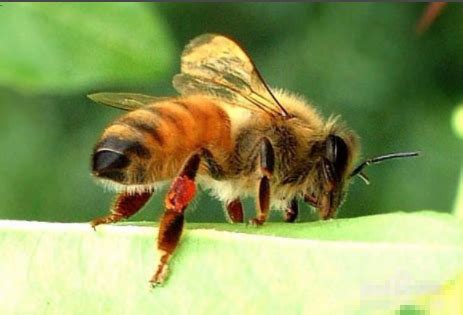 中蜂养殖技术及注意事项 - 中华蜜蜂 - 酷蜜蜂
