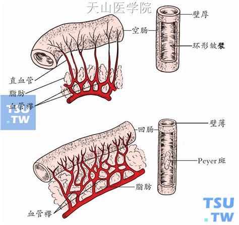 小肠的结构和功能(图)